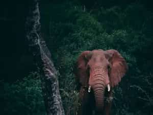 Jim Corbett Safari