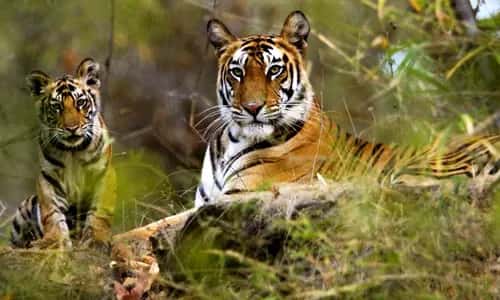 Jim Corbett Family Escape in Uttarakhand