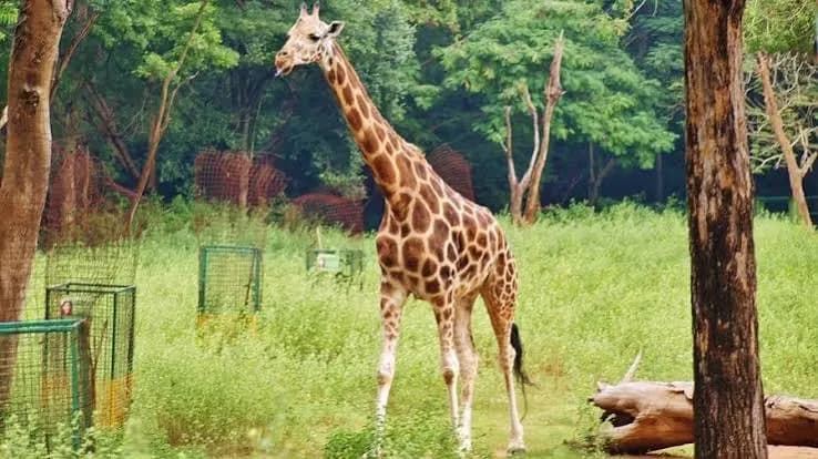 Almora Zoo - Places to Visit in Almora - Gola Holidays - Slide 2