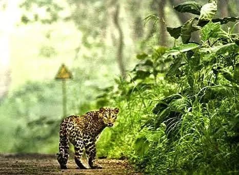 Binsar Wildlife Sanctuary - Tourist Attraction in Almora - Gola Holidays