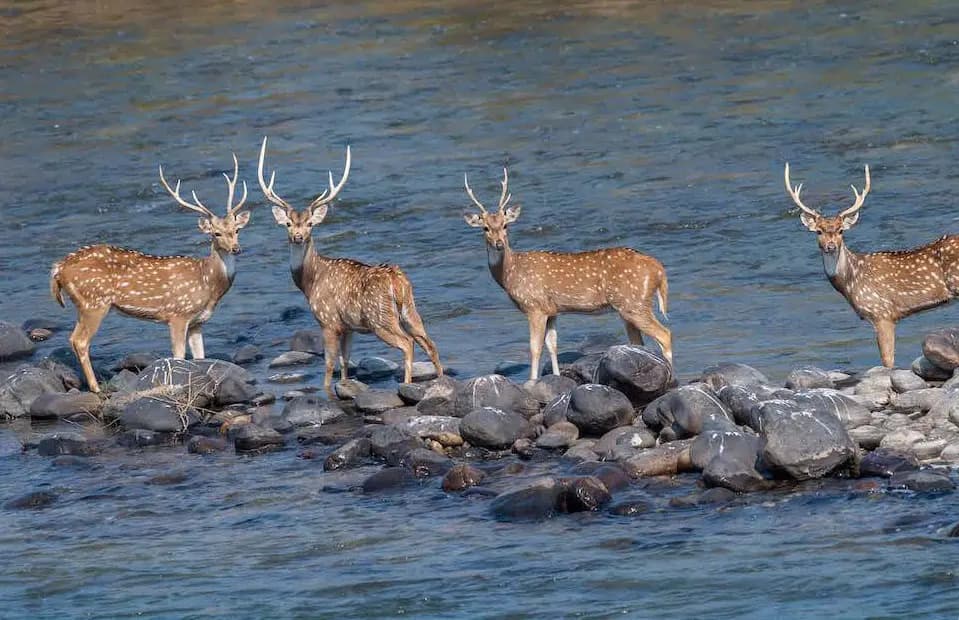 Corbett Adventure Activities - Places to Visit in Jim Corbett National Park - Gola Holidays - Slide 6