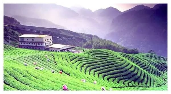 Kausani Tea Estate - Places to Visit in Kausani - Gola Holidays - Slide 3