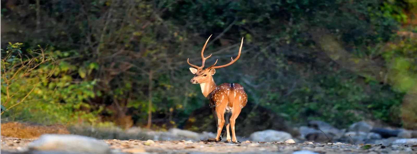 Pawalgarh Conservation Reserve Safari Zone Landscape