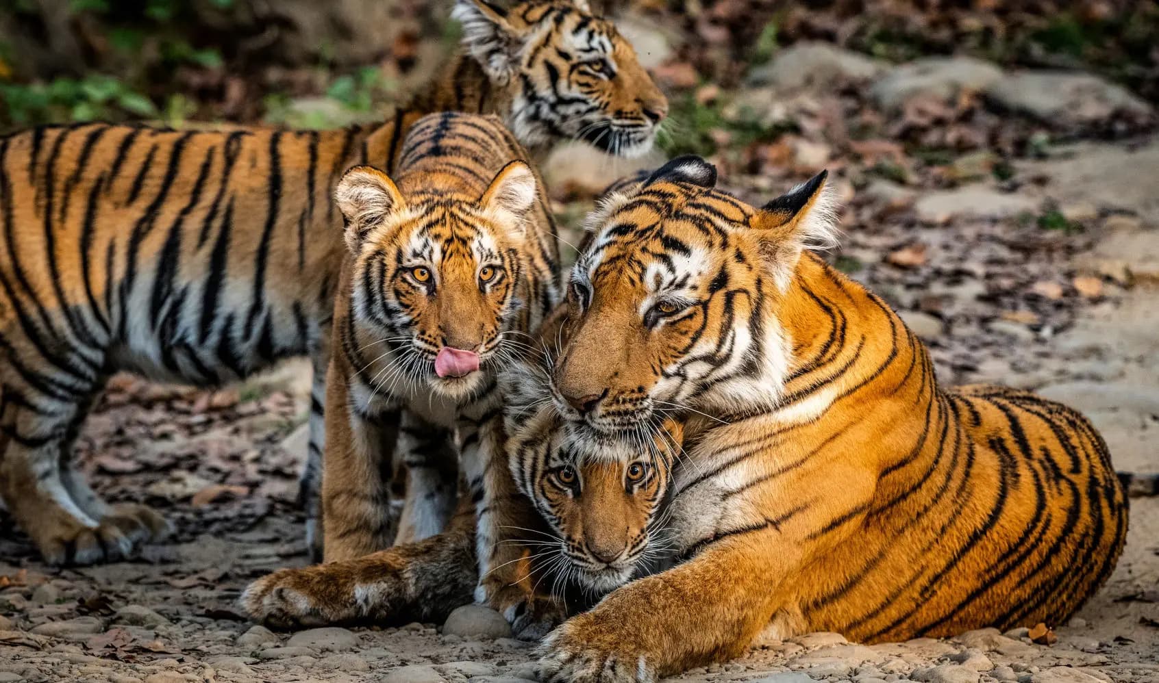 Dhikala Canter Safari