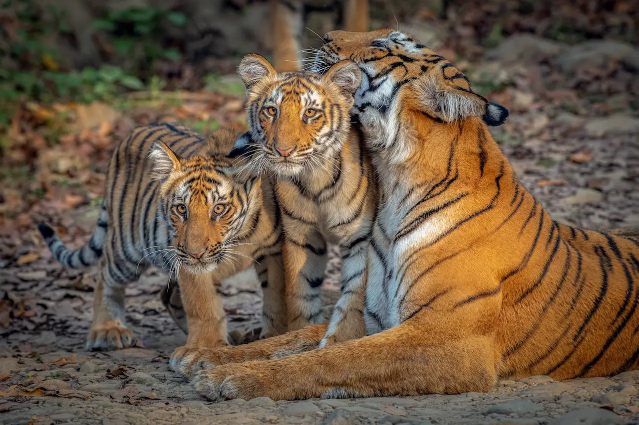 Corbett vs Ranthambore — Which Tiger Reserve Should You Choose?