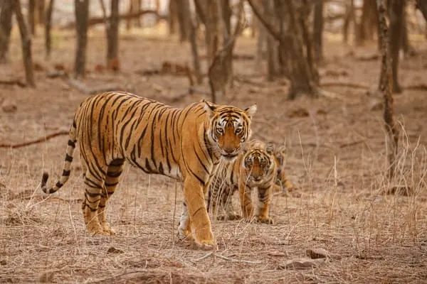Jungle Honeymoon Escape — Jim Corbett · Ramnagar