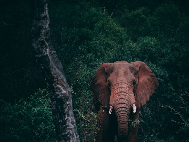 Jim Corbett Safari