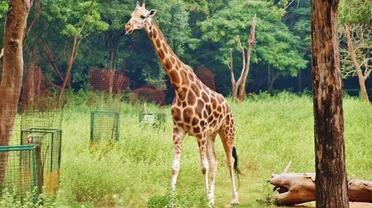 Almora Zoo - Places to Visit in Almora - Gola Holidays - Slide 2