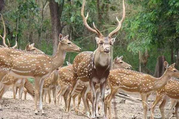 Almora Zoo - Tourist Attraction in Almora - Gola Holidays