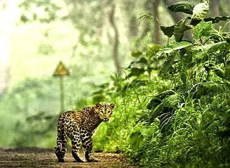 Binsar Wildlife Sanctuary - Tourist Attraction in Almora - Gola Holidays