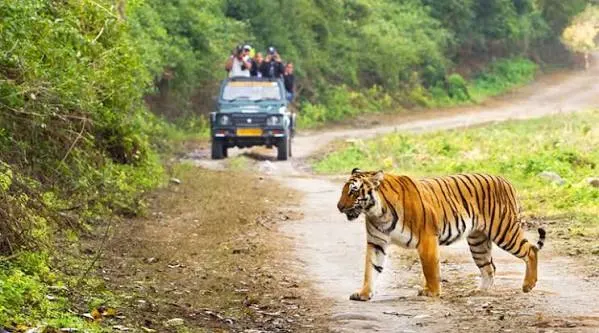 Corbett Adventure Activities - Tourist Attraction in Jim Corbett National Park - Gola Holidays