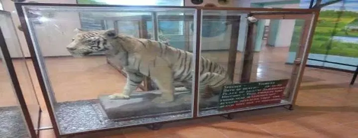 Dhangarhi Museum - Places to Visit in Jim Corbett National Park - Gola Holidays - Slide 3