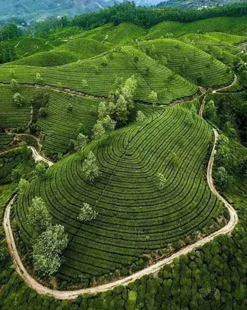 Kausani Tea Estate - Places to Visit in Kausani - Gola Holidays - Slide 2