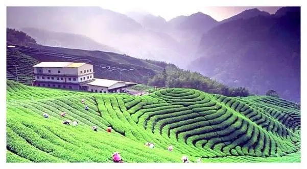 Kausani Tea Estate - Places to Visit in Kausani - Gola Holidays - Slide 3