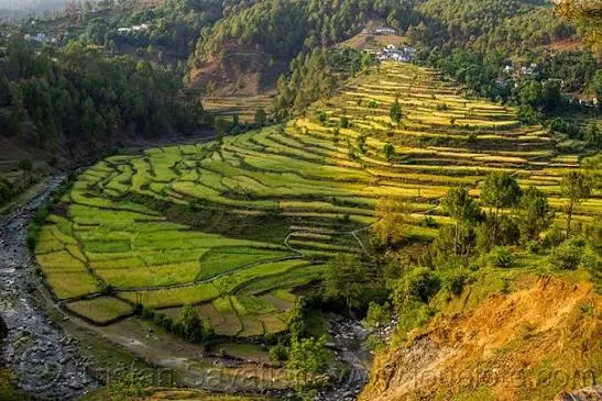 Kausani Tea Estate - Places to Visit in Kausani - Gola Holidays - Slide 4