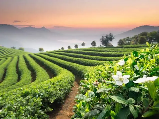 Kausani Tea Estate - Places to Visit in Kausani - Gola Holidays - Slide 5