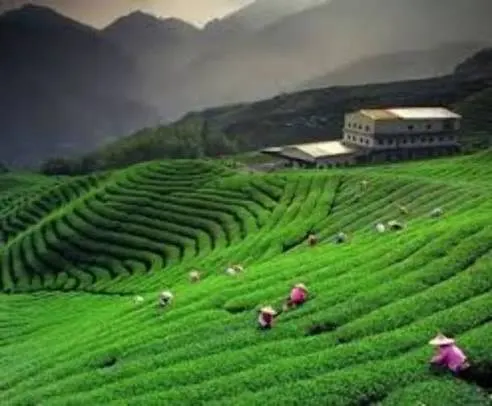 Kausani Tea Estate - Tourist Attraction in Kausani - Gola Holidays