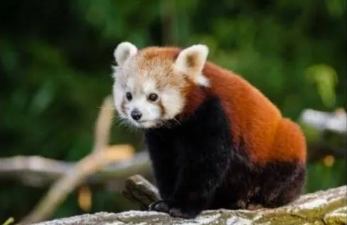 High Altitude Zoo - Places to Visit in Nainital - Gola Holidays - Slide 4