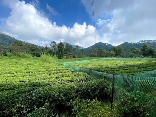 Shyamkhet Tea Gardens - Places to Visit in Nainital - Gola Holidays - Slide 2