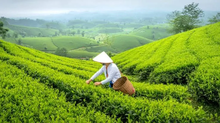 Shyamkhet Tea Gardens - Tourist Attraction in Nainital - Gola Holidays