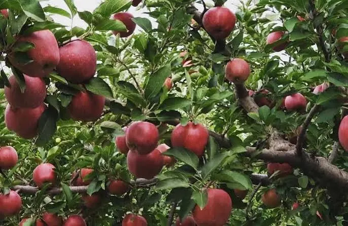 Apple Garden - Places to Visit in Ranikhet - Gola Holidays - Slide 2