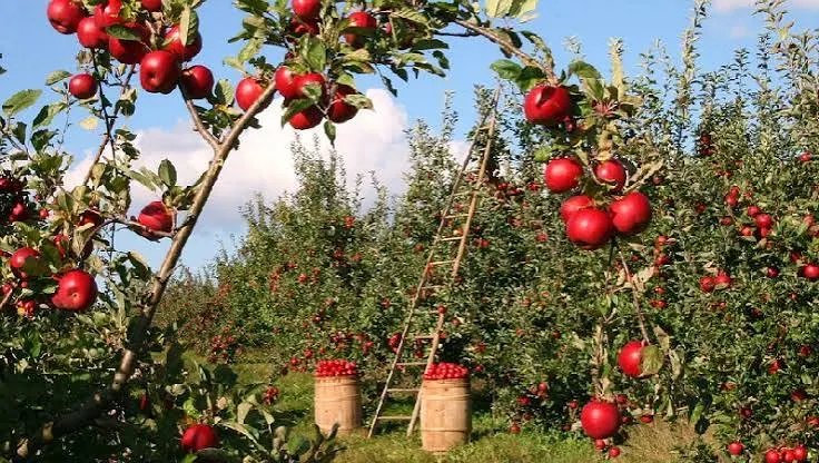 Apple Garden - Places to Visit in Ranikhet - Gola Holidays - Slide 3